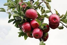 Fresh Himachal Apple